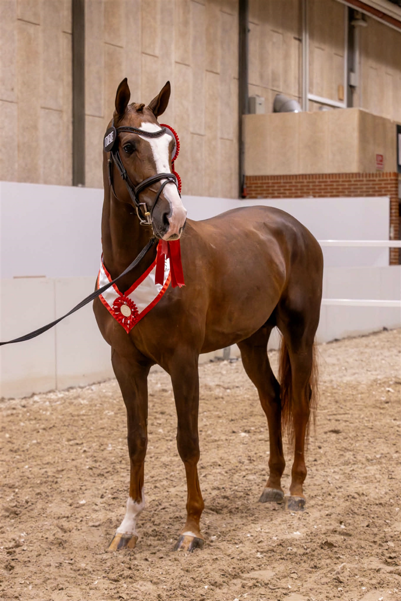 Waloubet des Copains PRÆMIEHINGST